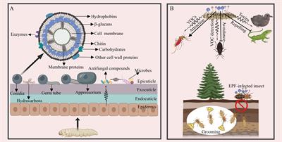 A life-and-death struggle: interaction of insects with entomopathogenic fungi across various infection stages